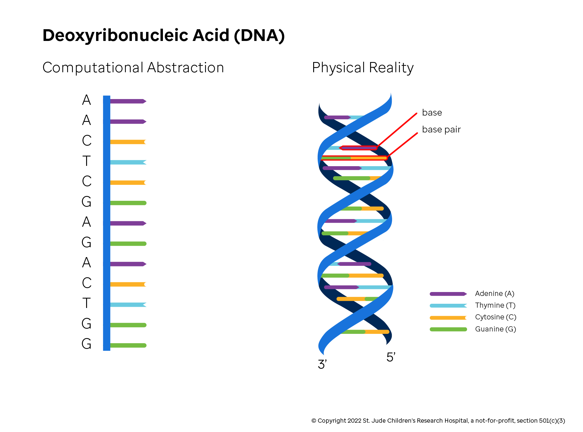 Figure showing computational model and then physical helix for DNA