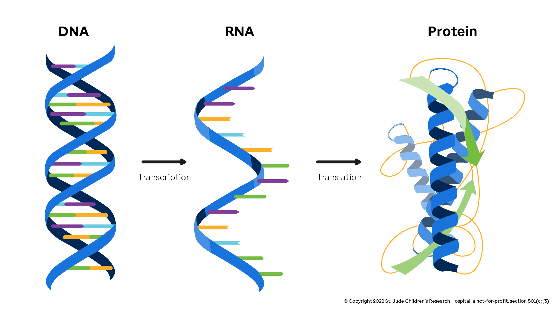 The central dogma of molecular biology, with DNA being transcribed into RNA, and RNA being translated into a protein.