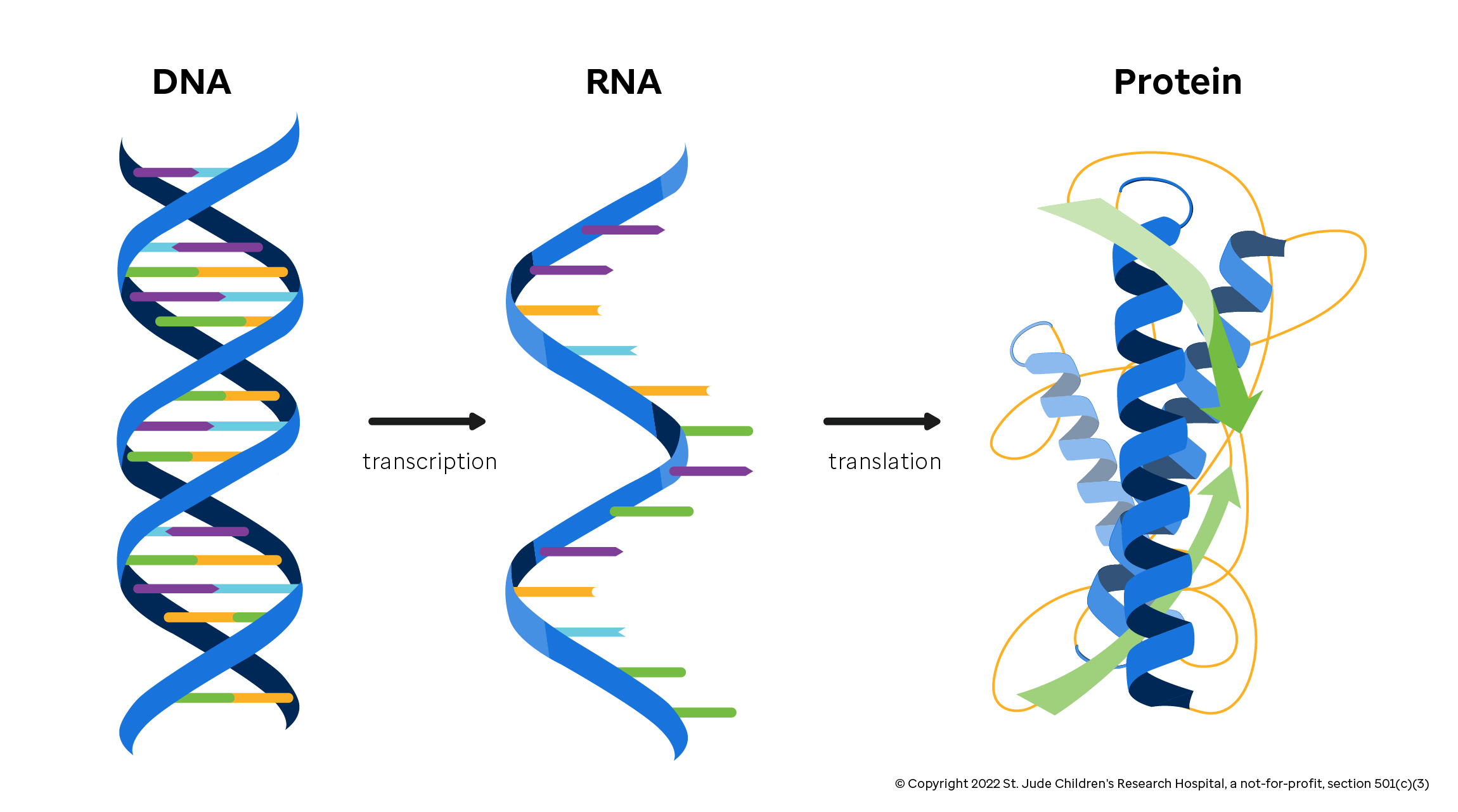 the-central-dogma-introduction-to-genomics-for-engineers