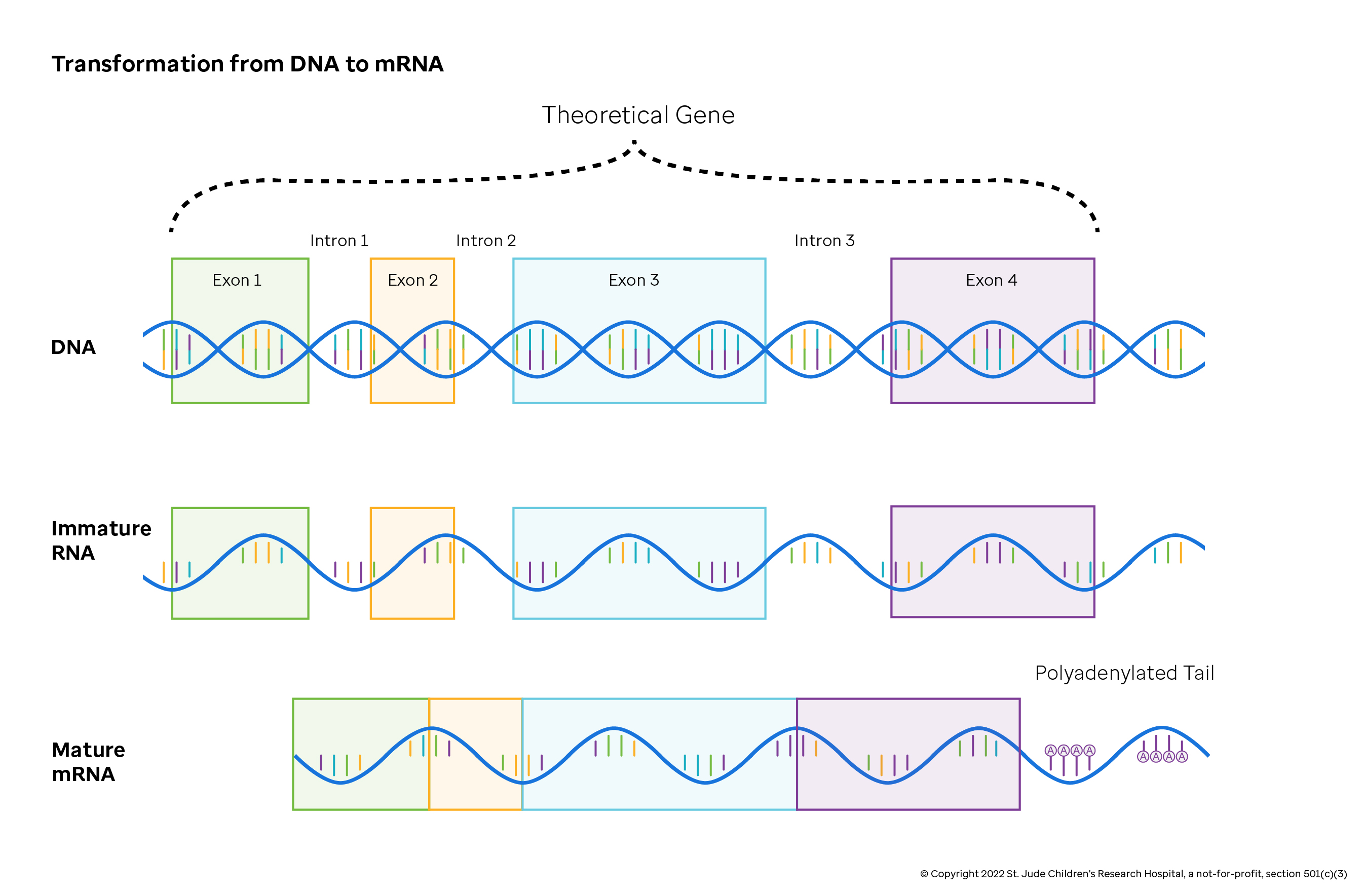 Figure showing DNA being transcribed into immature RNA and then eventually spliced to mature messenger RNA.