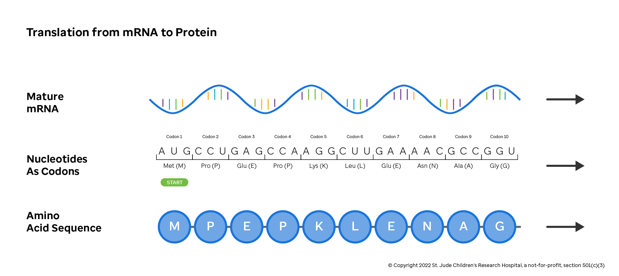 Figure showing translation from mRNA to a protein