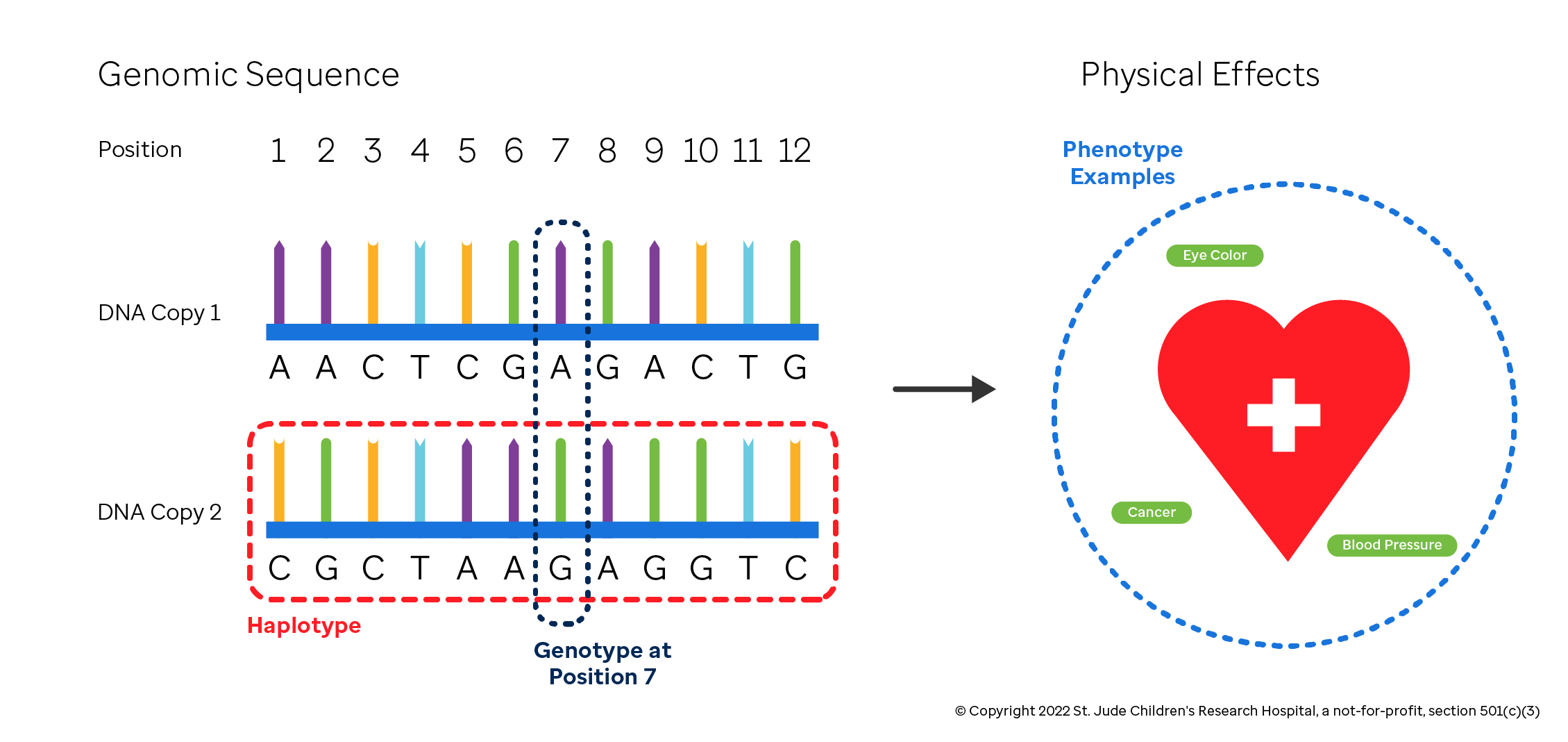 Figure showing the relationship between a genotype, a phenotype, and a haplotype