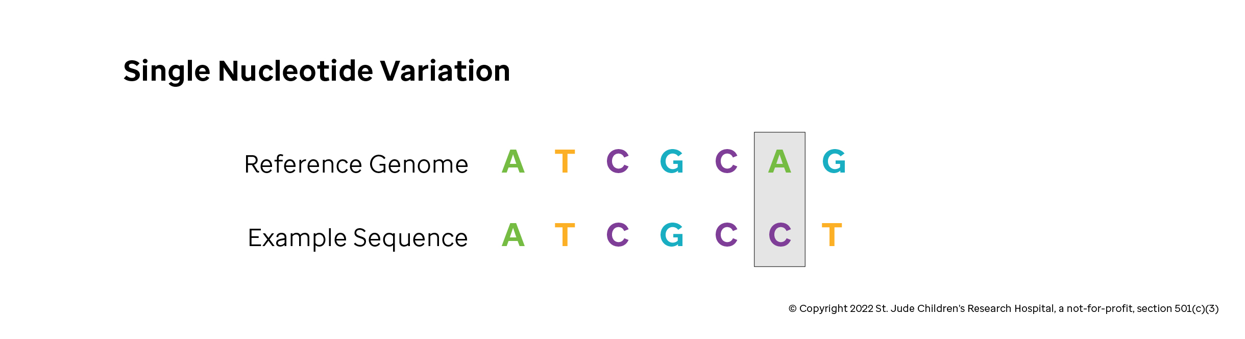 An example single nucleotide variation where an &#39;A&#39; is substituted in for a &#39;C&#39;