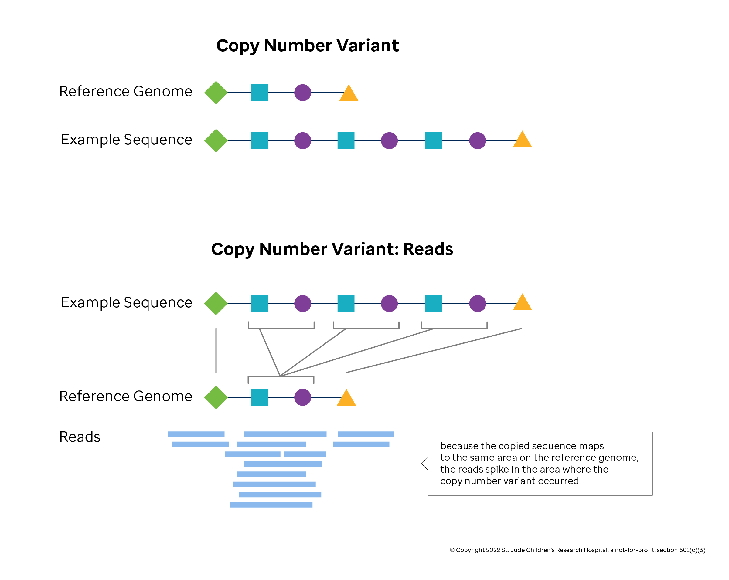 Image depicting copy number variation and its effect on read mapping.