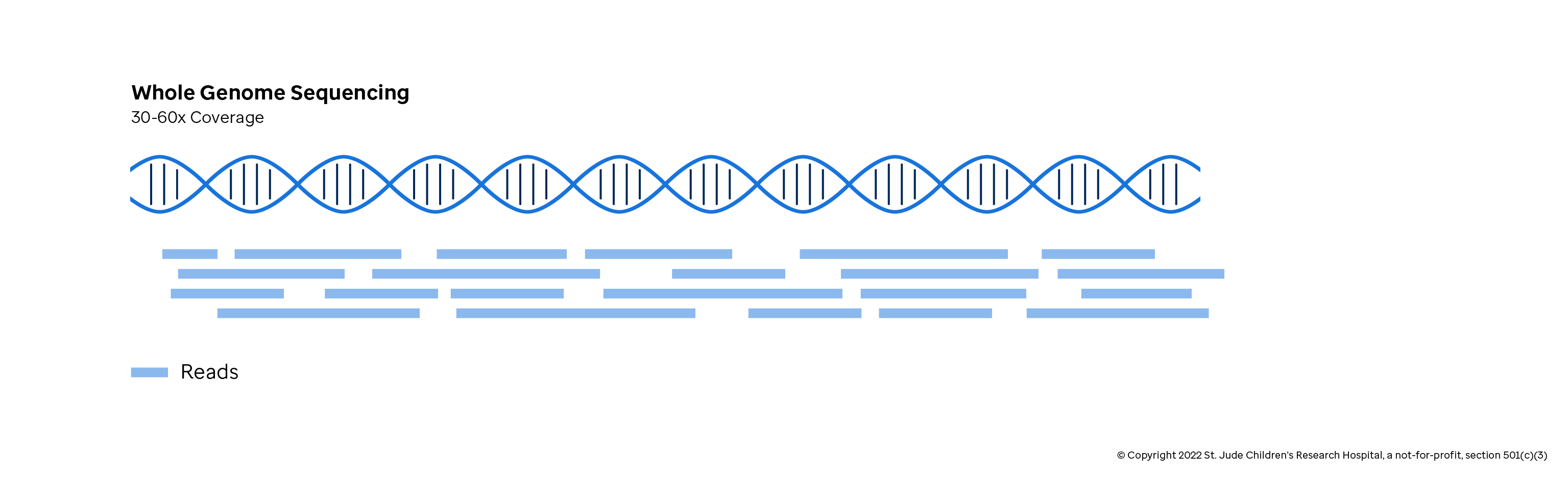 Figure depicting the entire genome being sequenced using NGS.