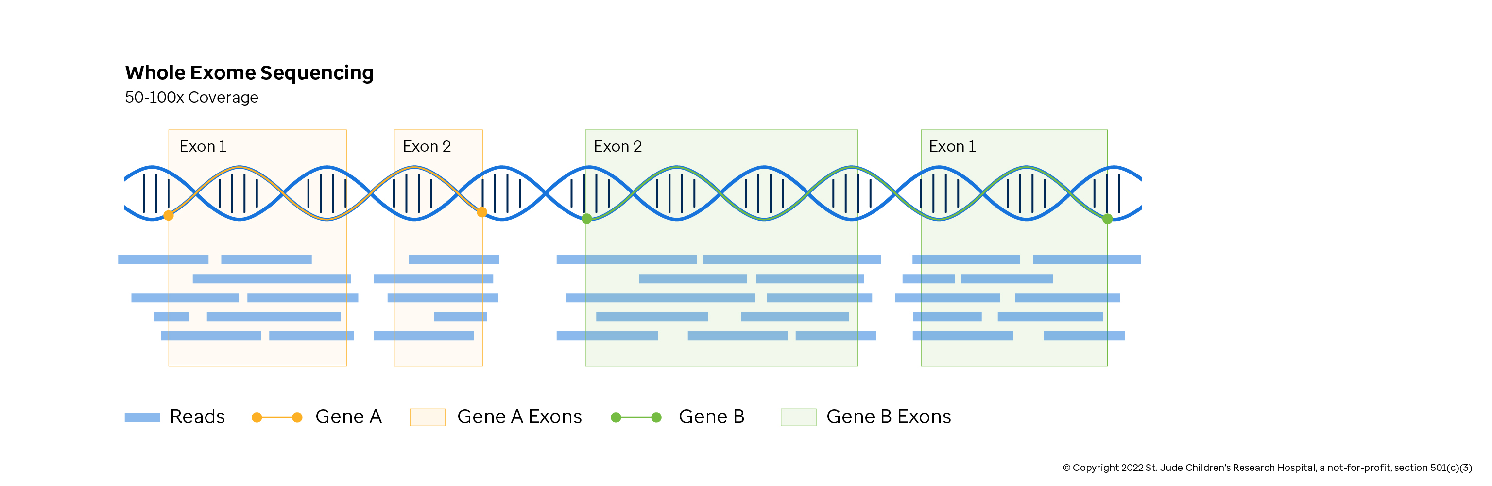 Figure depicting the exome being sequenced using NGS.