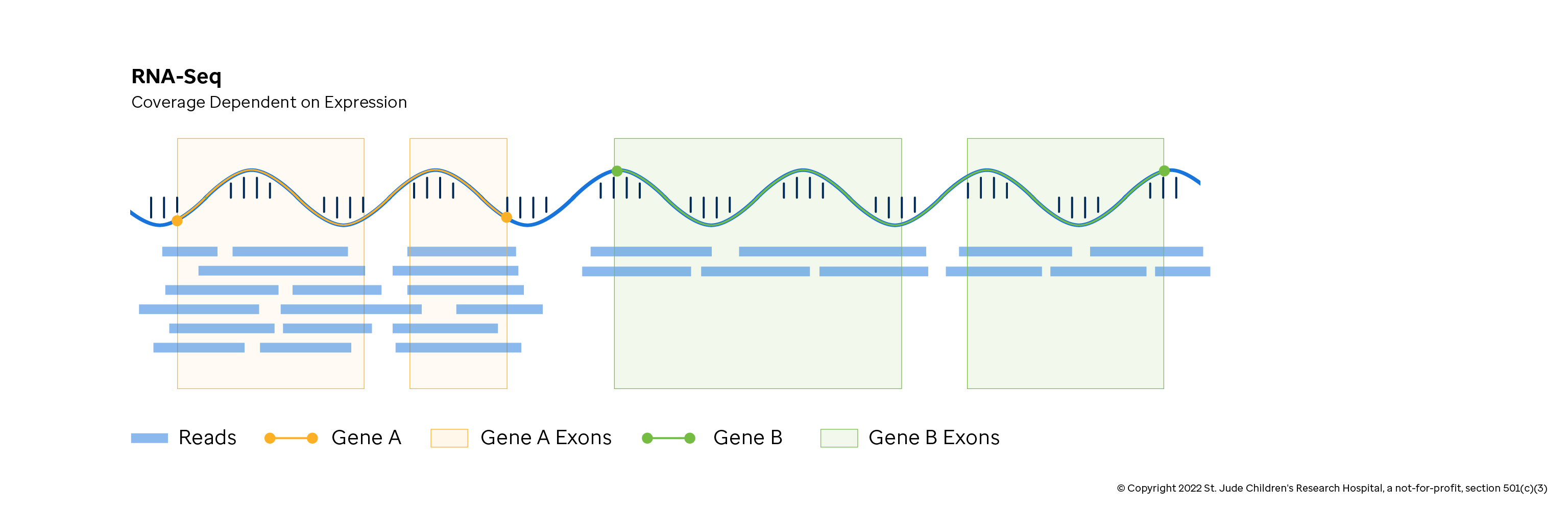 Figure depicting the messenger RNA sequenced using NGS.