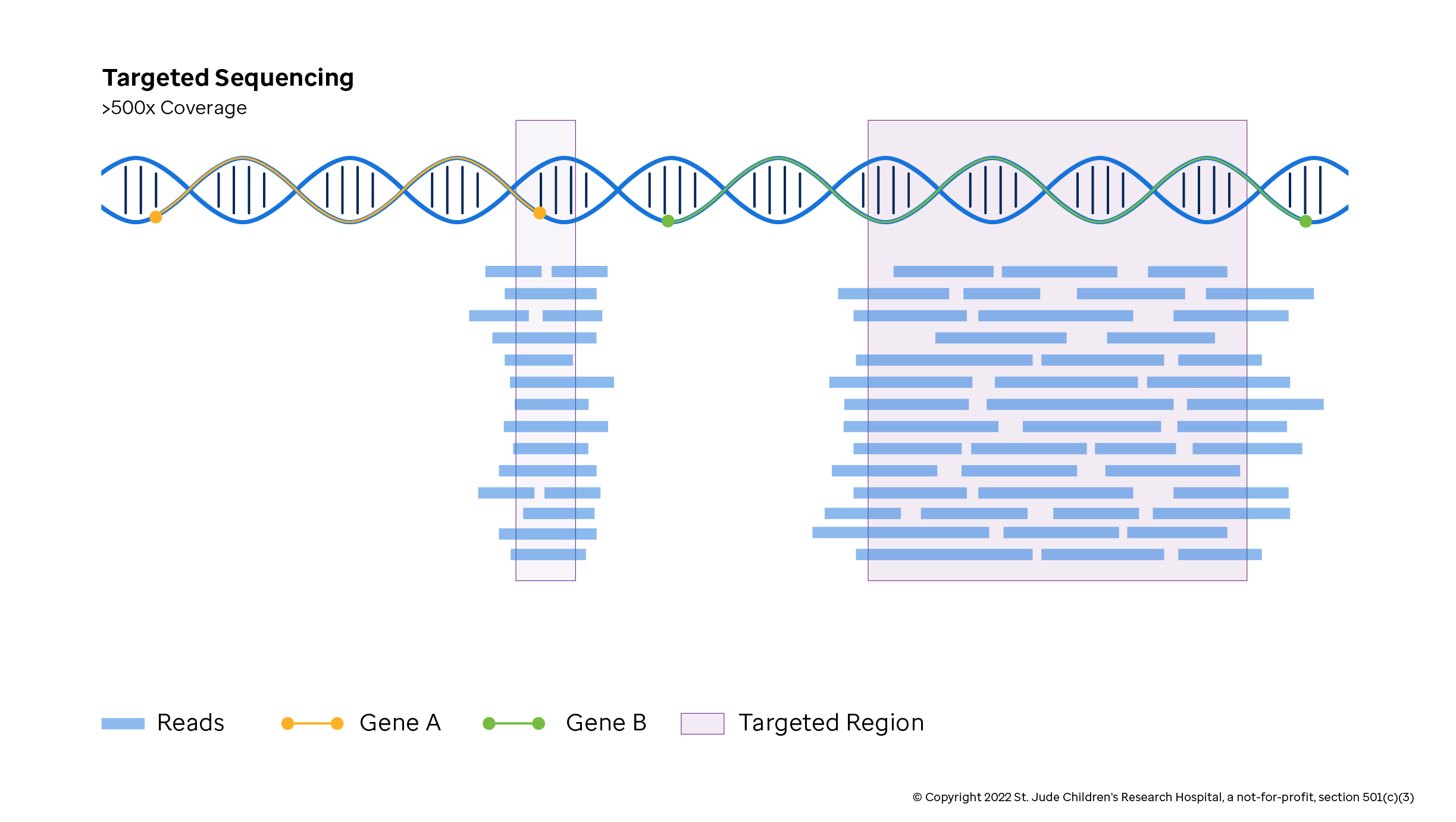 Figure depicting targeted regions being deep sequenced using NGS.